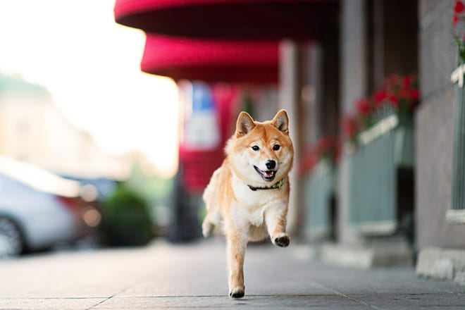 Shiba Inu (CRYPTO: SHIB) powers a decentralized crypto exchange named ShibaSwap.